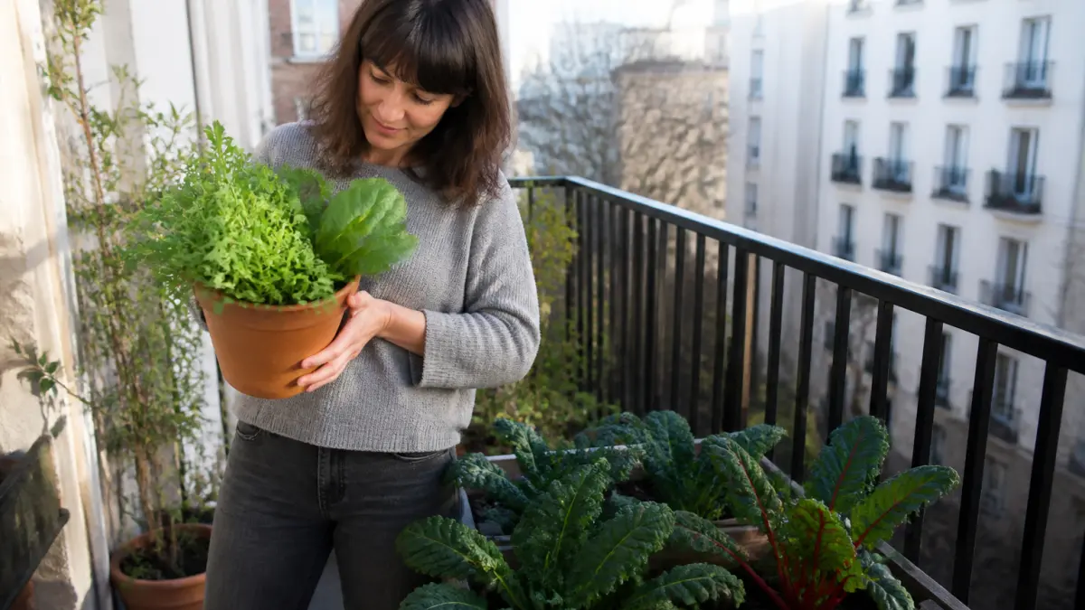 Potager sur balcon : les légumes les plus simples à cultiver