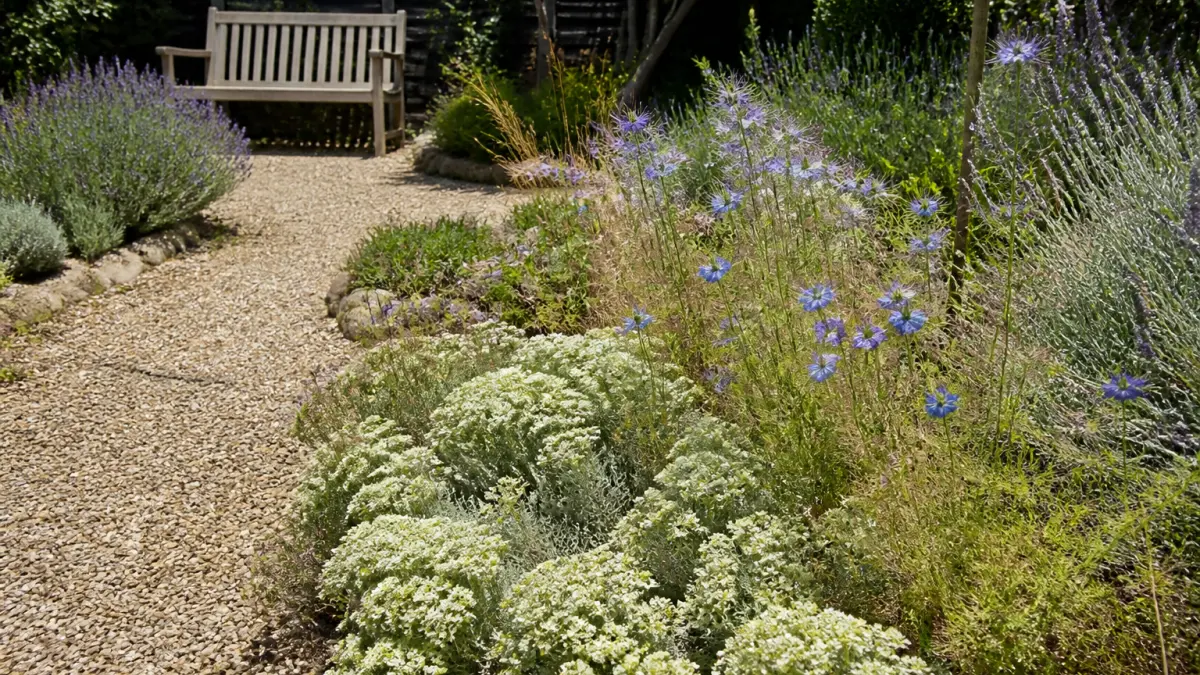 Jardin sans arrosage : les plantes et aménagements à privilégier