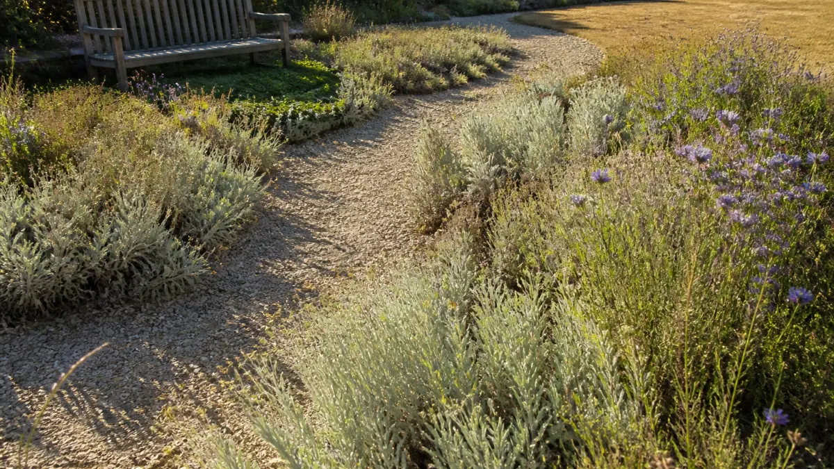 Jardin sans arrosage : les plantes et aménagements à privilégier