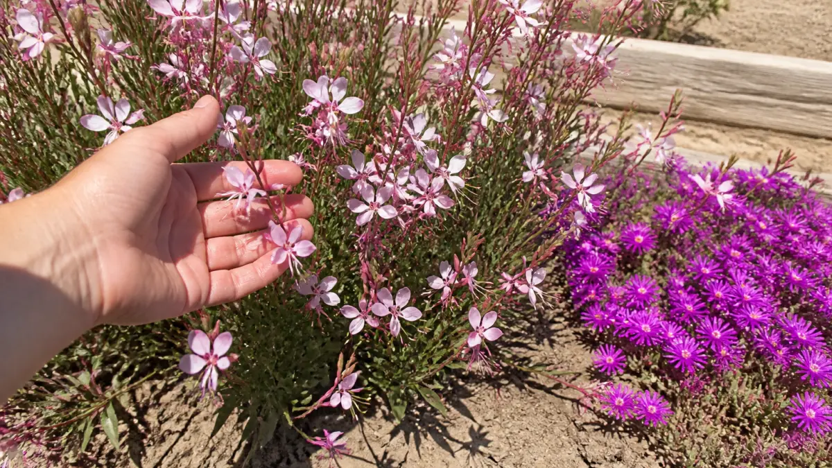 Plantes vivaces plein soleil : lesquelles choisir pour un jardin sans souci ?