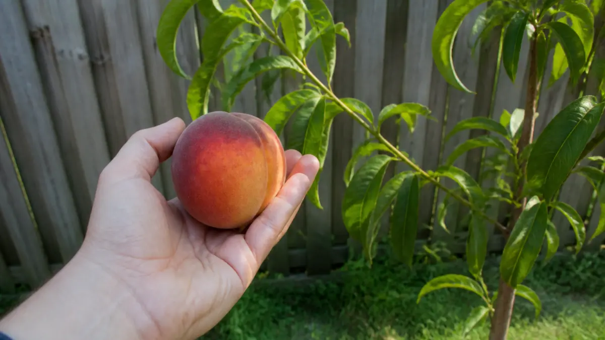 Arbres fruitiers : les 5 plus faciles pour débuter