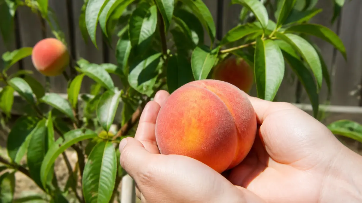 Arbres fruitiers : les 5 plus faciles pour débuter